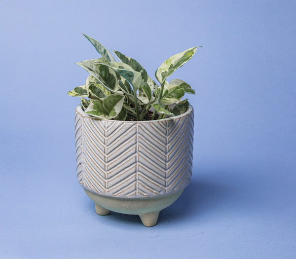 Plant Care Guide: Philodendrons