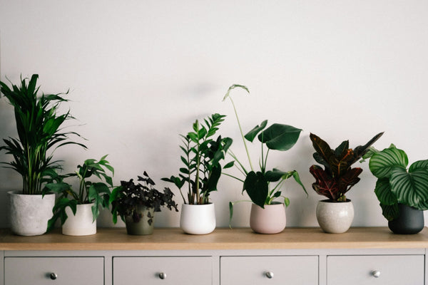 Beat the Heat: How to Keep Your Plants Alive During the Summer