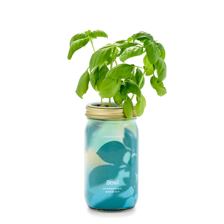 Modern Sprout Grow Kit