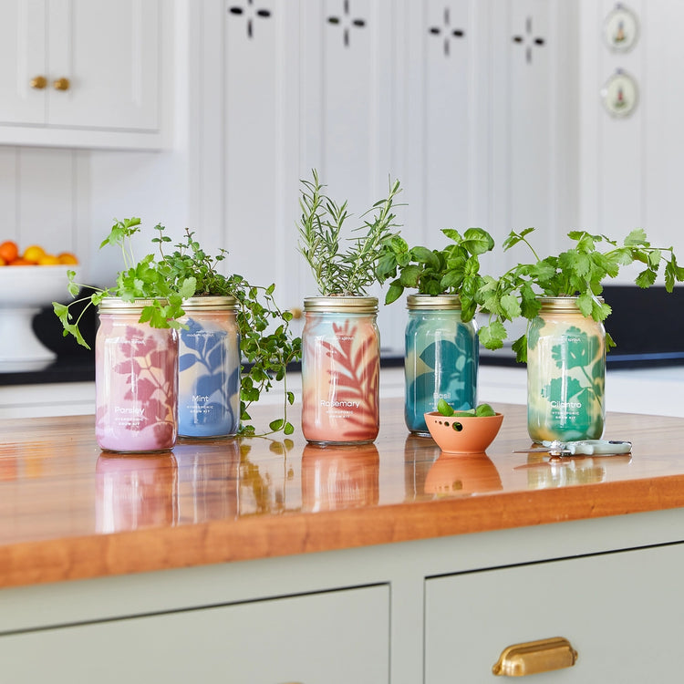 Modern Sprout Grow Kit