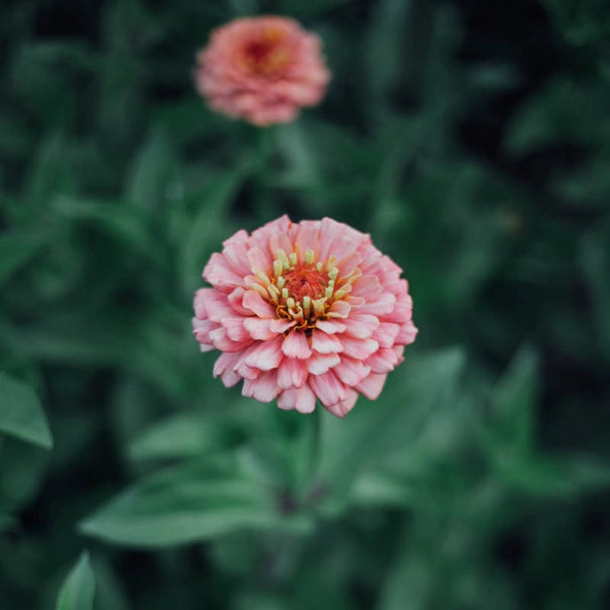 Oklahoma Salmon Zinnia Seeds