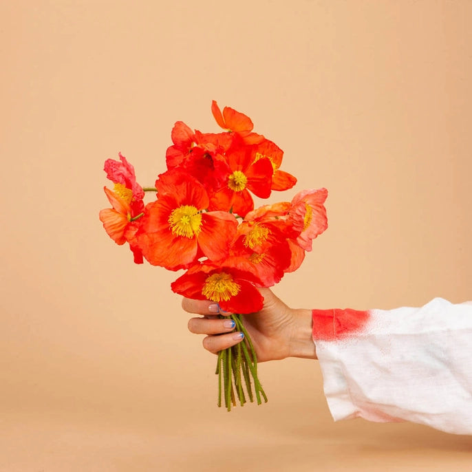 Pink Iceland Poppy Seeds