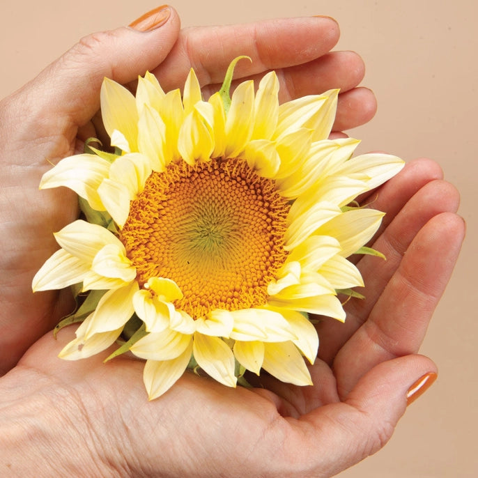 Procut White Light Sunflower Seeds