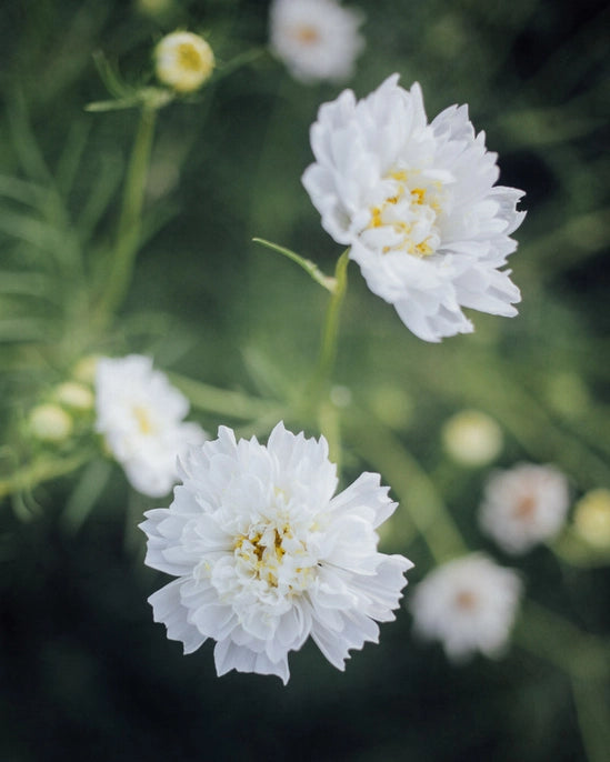Plantgem Snow Puff Seeds
