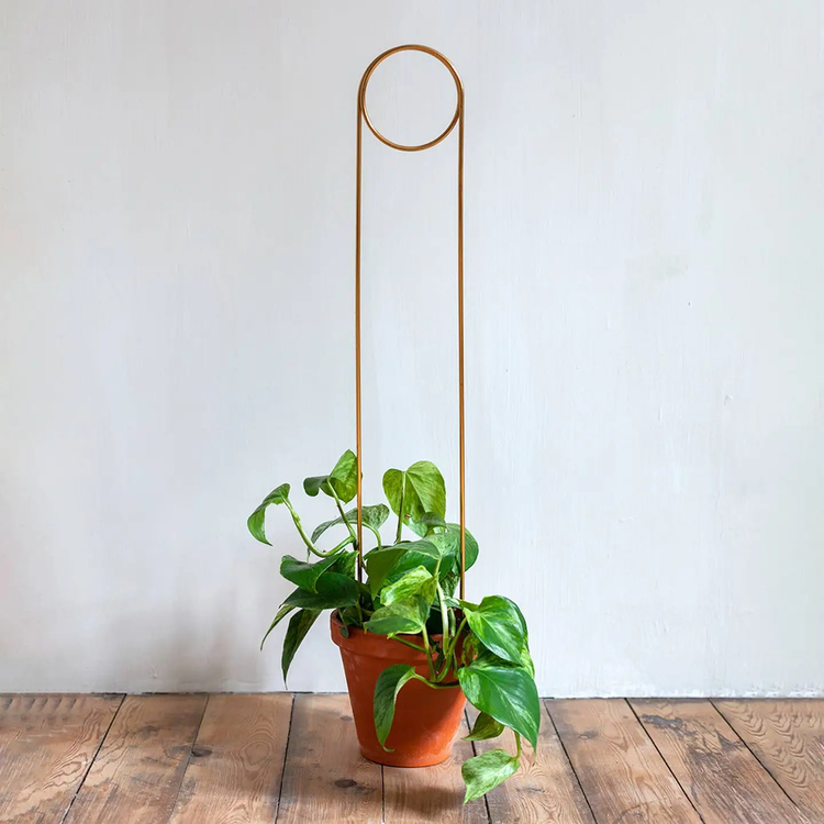 Trellis/Plant Stake