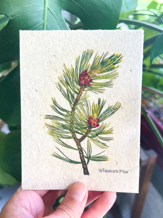 Plantable Seed Card || Zero Waste || Supports Women MVW6