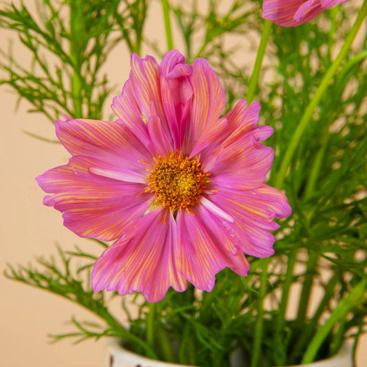 Apricot Cosmos Seeds