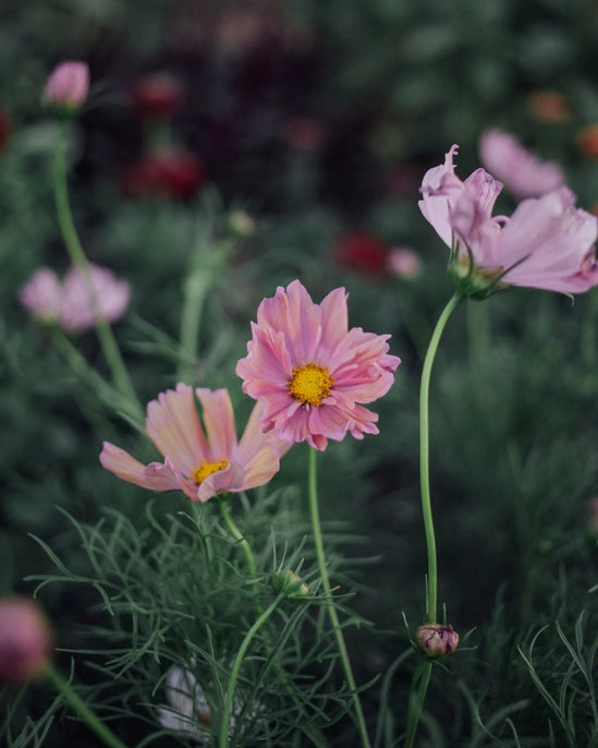 Apricot Cosmos Seeds