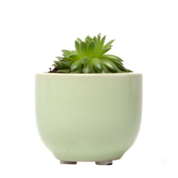 Chive Pinch Pot