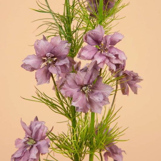 Misty Lavender Larkspur Seeds