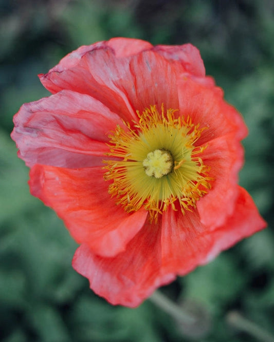 Pink Iceland Poppy Seeds