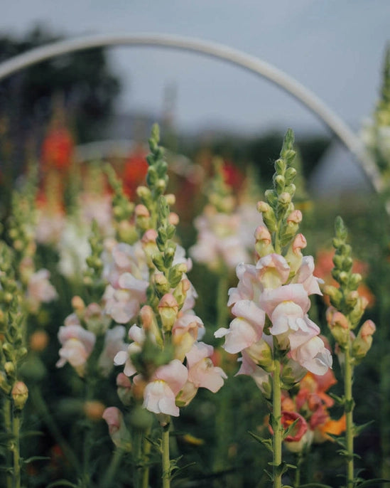 Potomac Appleblossom Snapdragon Seeds