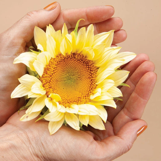 Procut White Light Sunflower Seeds