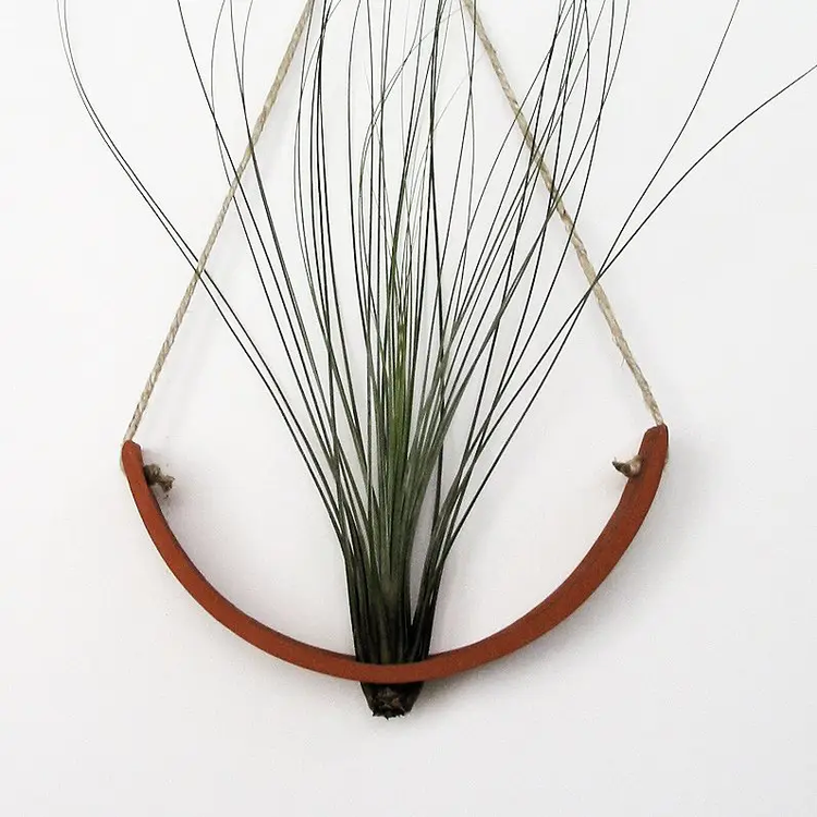 Air Plant Hanger