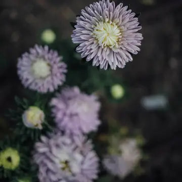 Plantgem Moonstone Aster Seeds