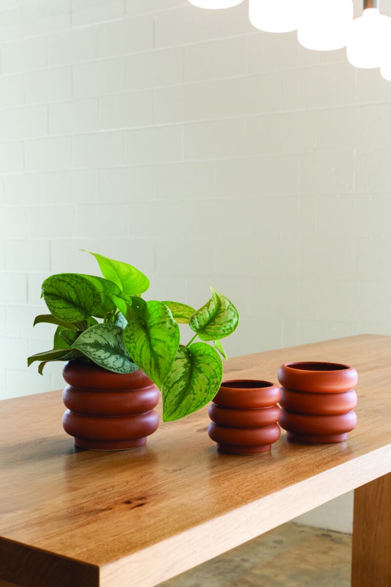Three terracotta pots with a plant on a wooden table against a light-colored wall.
