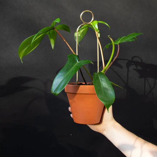 Trellis/Plant Stake